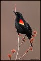 _1SB6576 red-winged blackbird